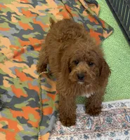 Piper, a female Miniature Labradoodle for sale in Gaffney, SC – 3 of 5