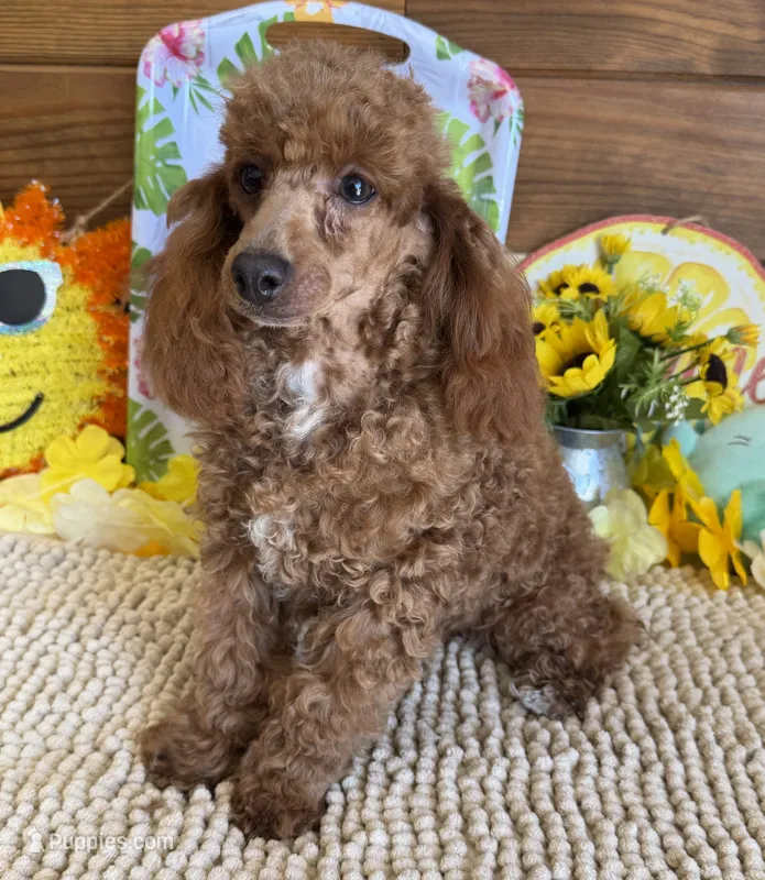 Lottie – Poodle - Toy  puppy for sale in Gaffney, SC