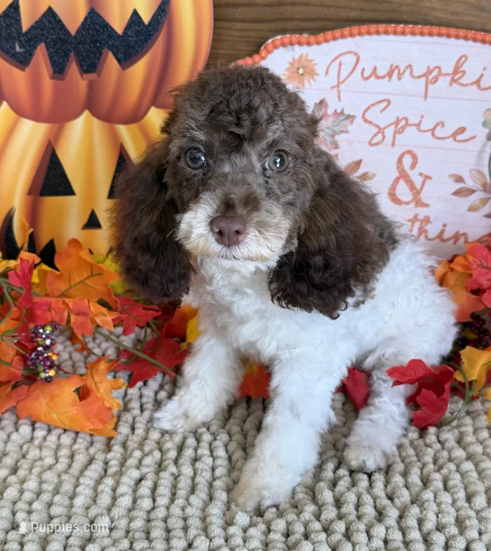 Millie – Cockapoo puppy for sale in Gaffney, SC