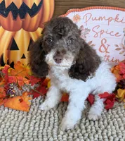 Millie, a female Cockapoo for sale in Gaffney, SC – 1 of 4