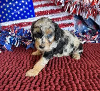 Blue Eyes, a female Cockapoo for sale in Gaffney, SC – 3 of 4