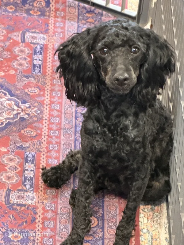 Rocky – Cockapoo puppy for sale in Gaffney, SC