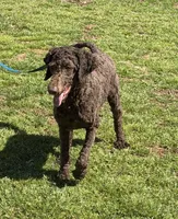 Hershey, a male Labradoodle for sale in Gaffney, SC – Photo 4 of 6