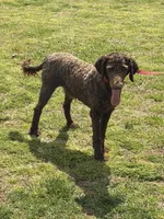 Hershey, a male Labradoodle for sale in Gaffney, SC – Photo 5 of 6