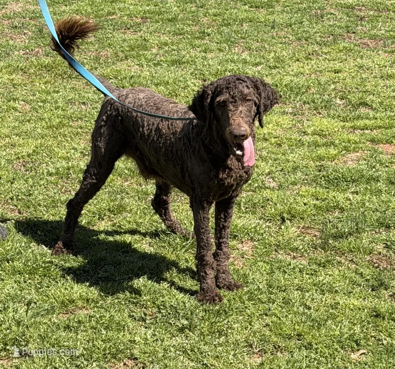 Hershey – Labradoodle puppy for sale in Gaffney, SC