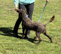 Hershey, a male Labradoodle for sale in Gaffney, SC – Photo 2 of 6