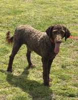 Hershey, a male Labradoodle for sale in Gaffney, SC – Photo 6 of 6