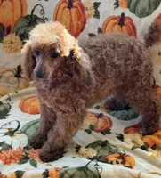 Finn, a male Poodle - Toy  for sale in Gaffney, SC – 6 of 9