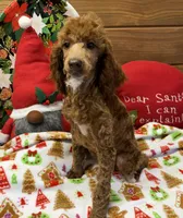 Adele, a female Poodle - Miniature  for sale in Gaffney, SC – Photo 3 of 5