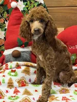 Adele, a female Poodle - Miniature  for sale in Gaffney, SC – Photo 5 of 5
