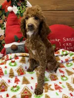 Adele, a female Poodle - Miniature  for sale in Gaffney, SC – Photo 2 of 5