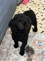 Ebony, a male Poodle - Miniature  for sale in Gaffney, SC – 9 of 9