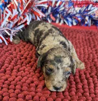 Bella, a female Cockapoo for sale in Gaffney, SC – 1 of 3
