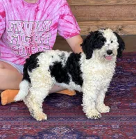 Oreo, a female Miniature Labradoodle for sale in Gaffney, SC – 2 of 8