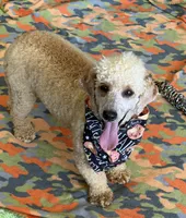 Benji, a male Poodle - Miniature  for sale in Gaffney, SC – 4 of 5