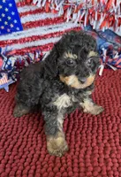 Playboy, a male Poodle - Toy  for sale in Gaffney, SC – 2 of 3