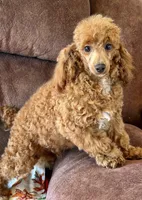 Finn, a male Poodle - Toy  for sale in Gaffney, SC – 5 of 9