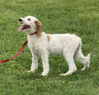 Patty, a female Miniature Labradoodle for sale in Gaffney, SC – 2 of 4