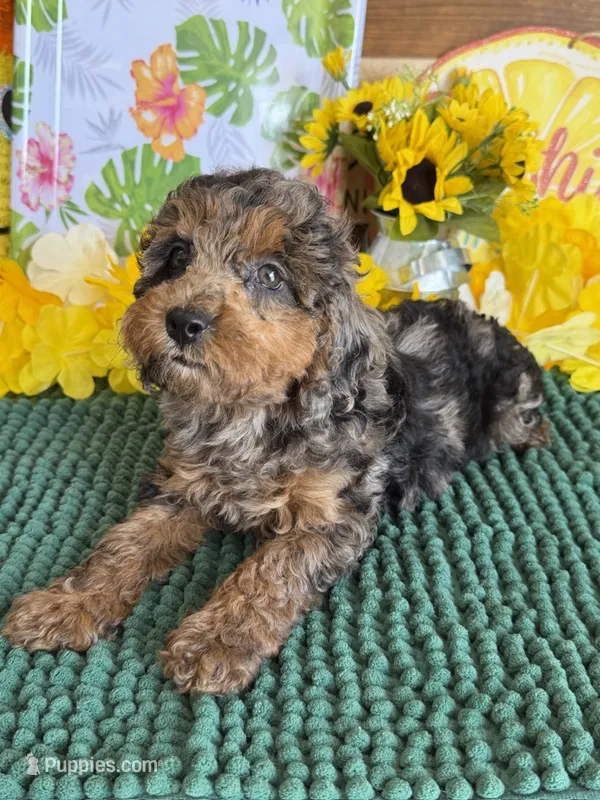 Bella – Cockapoo puppy for sale in Gaffney, SC