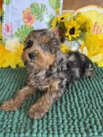 Bella, a female Cockapoo for sale in Gaffney, SC – 1 of 4