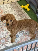 Adam, a male Poodle - Toy  for sale in Gaffney, SC – 5 of 5