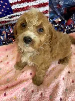 Squirt, a male Miniature Labradoodle for sale in Gaffney, SC – 2 of 3
