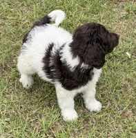 Maxx, a male Miniature Goldendoodle for sale in Gaffney, SC – 2 of 5