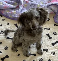 Speckles, a male Poodle - Toy  for sale in Gaffney, SC – 3 of 4