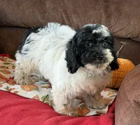 Molly, a female Cockapoo for sale in Gaffney, SC – 3 of 5