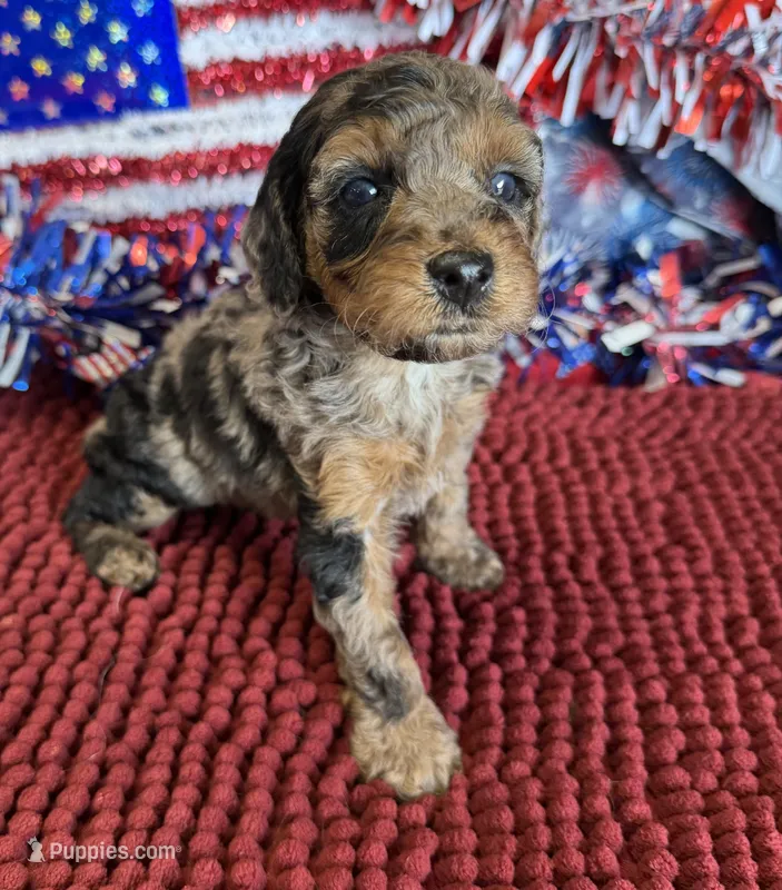 Bella – Cockapoo puppy for sale in Gaffney, SC