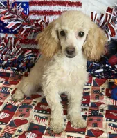 Pansy, a female Poodle - Toy  for sale in Gaffney, SC – 3 of 4