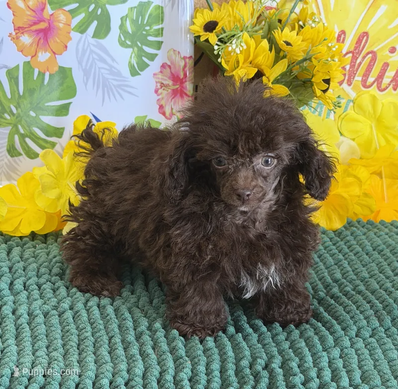 Cocoa – Poodle - Toy  puppy for sale in Gaffney, SC