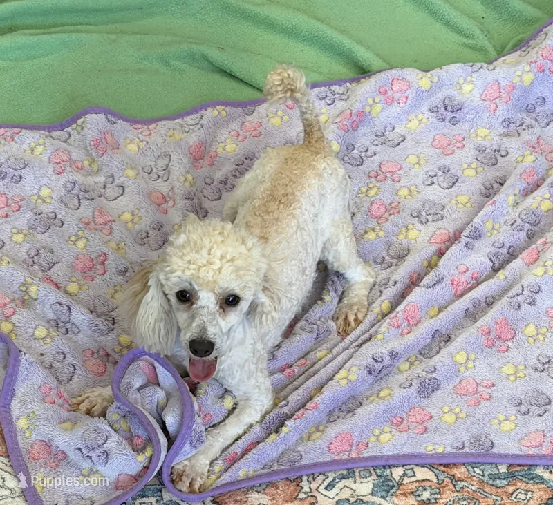 Newton – Poodle - Toy  puppy for sale in Gaffney, SC