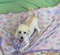Newton, a male Poodle - Toy  for sale in Gaffney, SC – 1 of 9