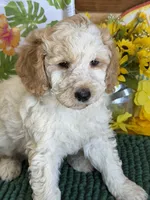 Travis, a male Miniature Goldendoodle for sale in Gaffney, SC – 3 of 3