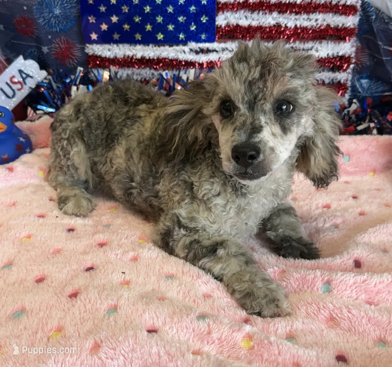 Puzzle – Poodle - Toy  puppy for sale in Gaffney, SC