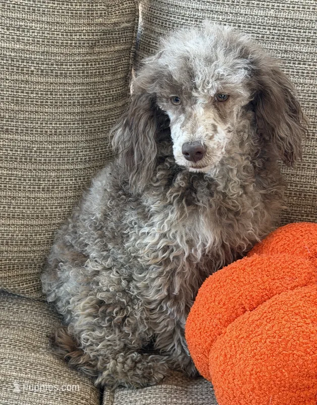 Speckles – Poodle - Toy  puppy for sale in Gaffney, SC