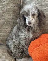 Speckles, a male Poodle - Toy  for sale in Gaffney, SC – 1 of 5