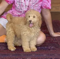 Taffy, a female Miniature Labradoodle for sale in Gaffney, SC – 2 of 4