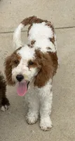 Rita, a female Miniature Goldendoodle for sale in Gaffney, SC – 7 of 7