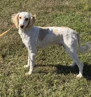 Spirit, a male Miniature Goldendoodle for sale in Gaffney, SC – 3 of 3