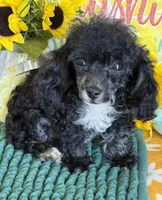 Cory, a male Poodle - Toy  for sale in Gaffney, SC – 3 of 3