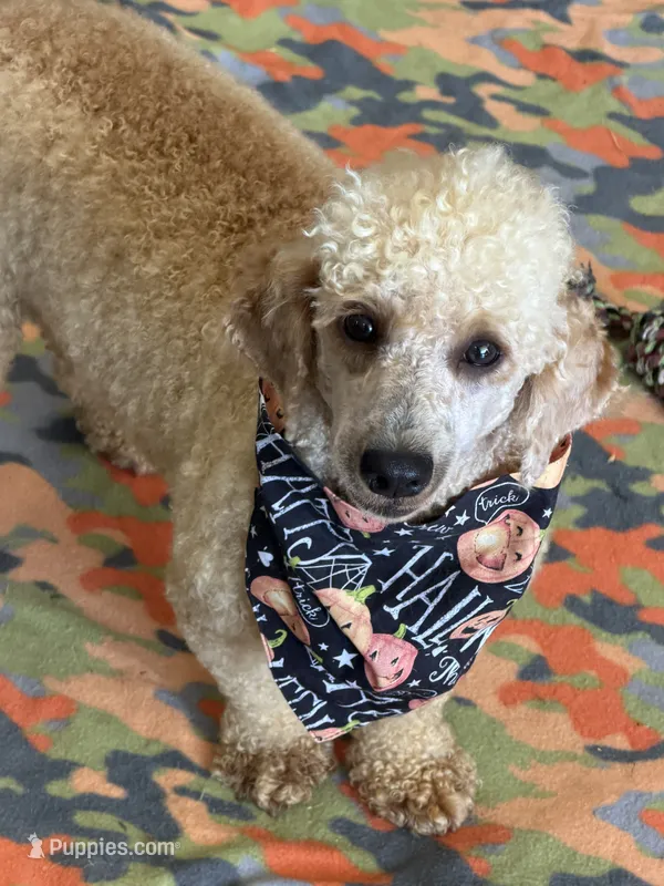 Benji – Poodle - Miniature  puppy for sale in Gaffney, SC
