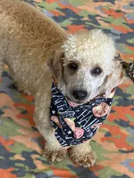 Benji, a male Poodle - Miniature  for sale in Gaffney, SC – 1 of 5