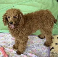 Lacy, a female Poodle - Miniature  for sale in Gaffney, SC – 3 of 5