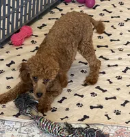 Adam, a male Poodle - Toy  for sale in Gaffney, SC – 2 of 5