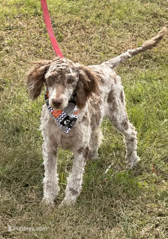 Sally – Miniature Labradoodle puppy for sale in Gaffney, SC