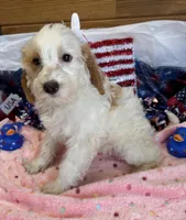 Patty, a female Miniature Labradoodle for sale in Gaffney, SC – 2 of 9