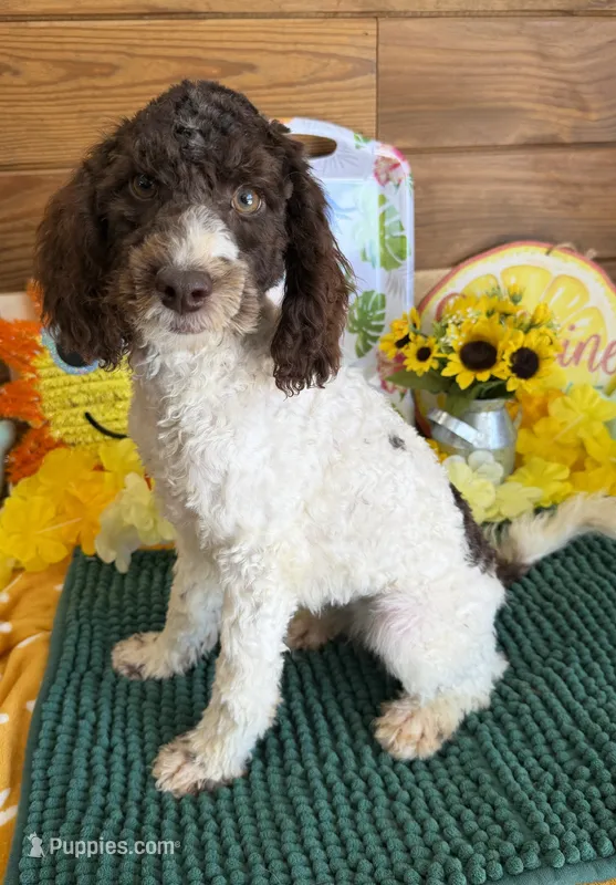 Sara – Miniature Goldendoodle puppy for sale in Gaffney, SC