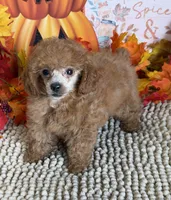 Rose, a female Poodle - Toy  for sale in Gaffney, SC – 4 of 4